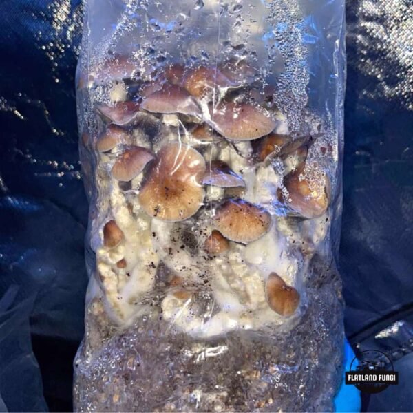 All-In-One Mushroom Fruiting Bag Example