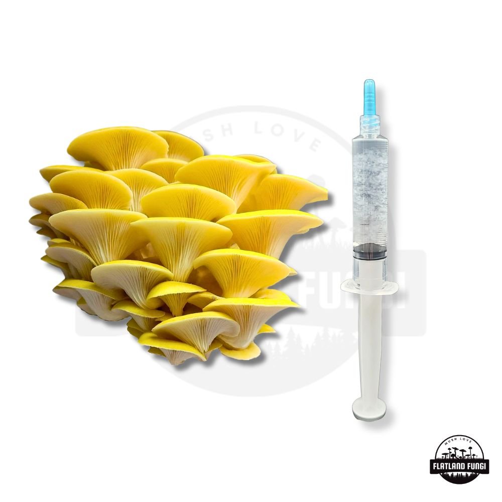 Golden Oyster Liquid Culture Syringe