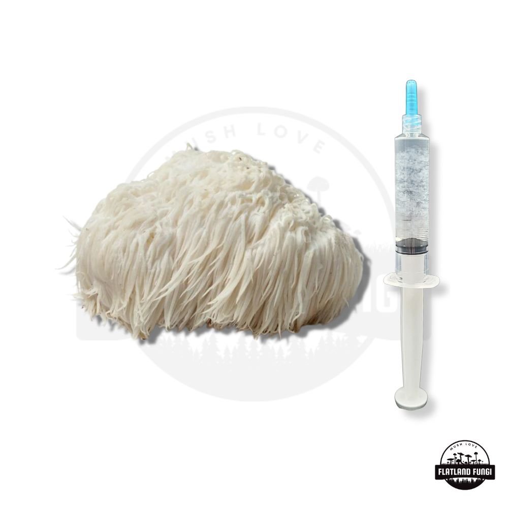 Lions Mane Liquid Culture Syringe