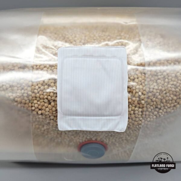 Sterilized millet grain spawn 3T filter patch