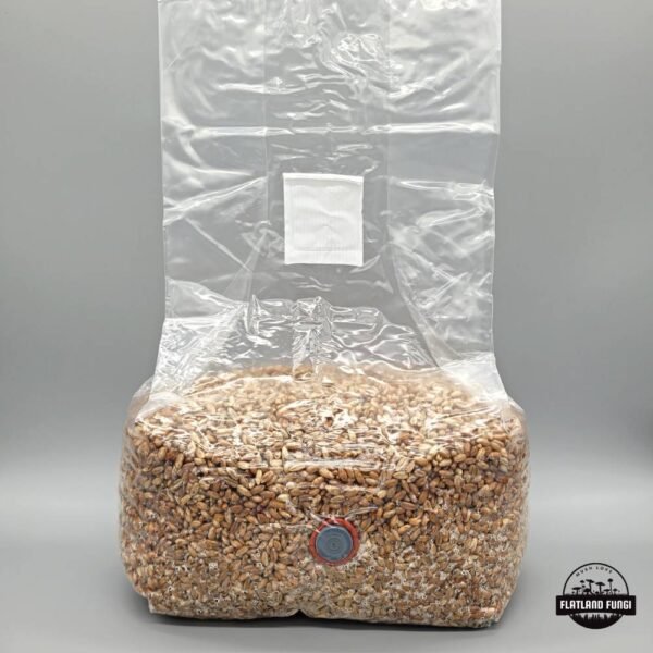 Sterilized rye grain spawn bag with injection port