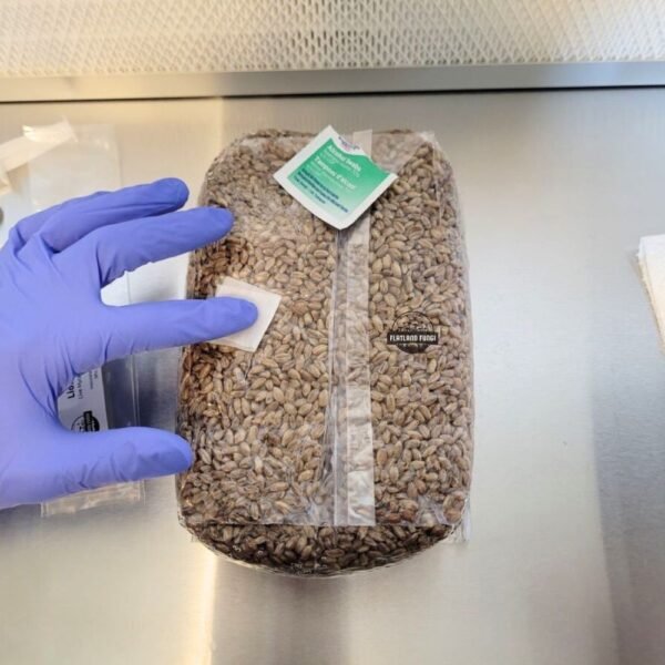 Cleaning spawn bag before inoculation - flatland fungi website