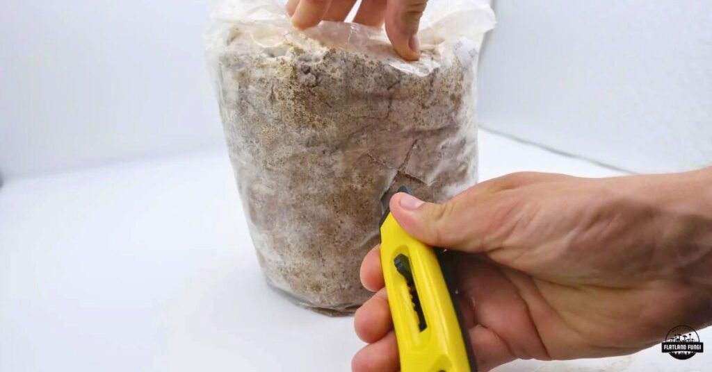 Cutting an x in a mushroom grow bag to promote fruiting