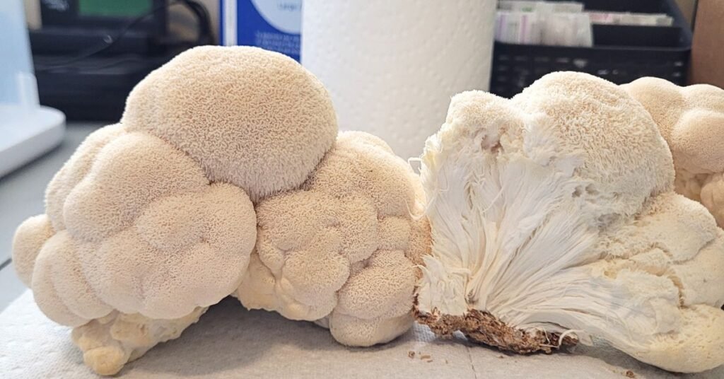 Fresh harvest Lions Mane mushrooms