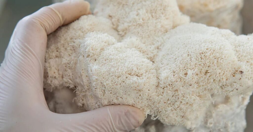 Harvesting a Lions Mane mushroom