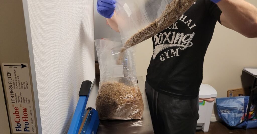 Inoculating grain spawn using colonized mycelium spawn