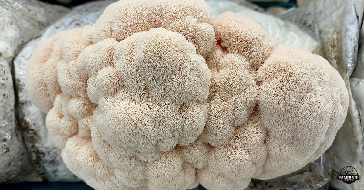 Large Lions Mane mushroom fruiting from the grow bag