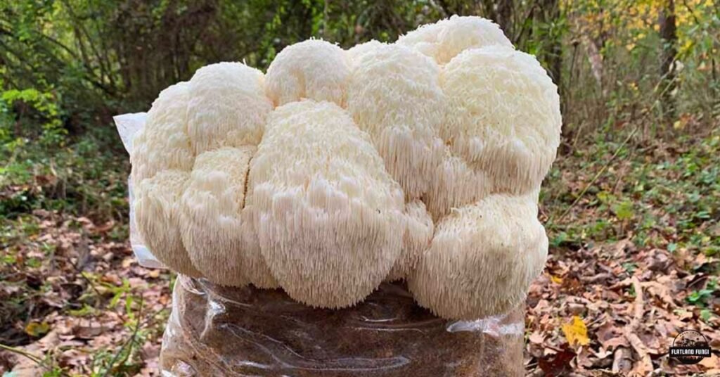 Lions Mane fruiting block