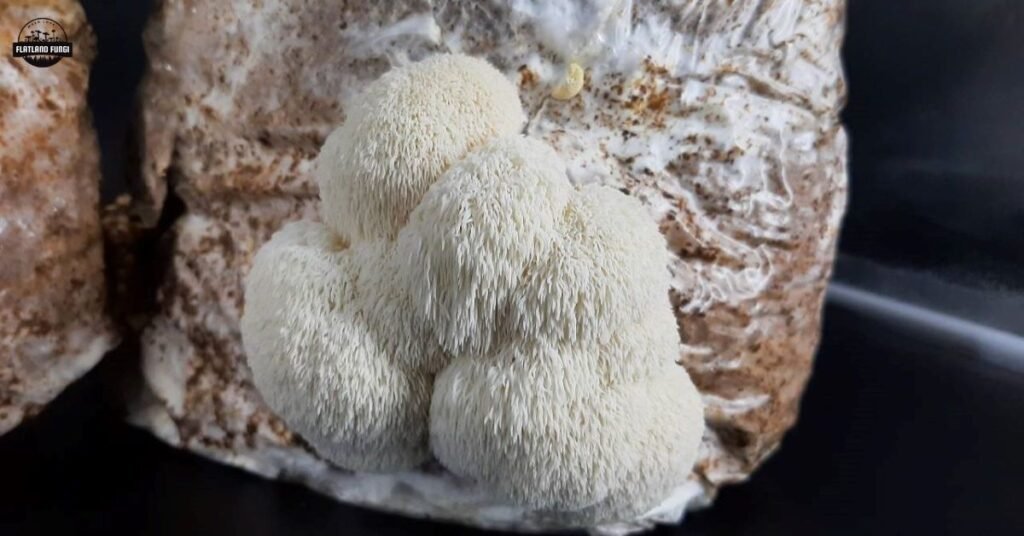 Lions Mane mushroom fruiting from a grow bag