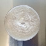 Organic - Blue Oyster Mushroom Agar Culture