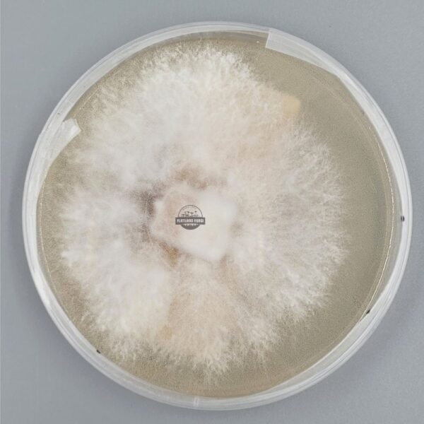 Lions Mane agar culture