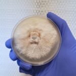 Organic - Lion's Mane Mushroom Agar Culture