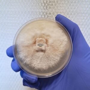 Lions Mane agar culture open lid