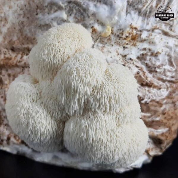 Lions Mane mushroom fruiting from a grow bag - Product images