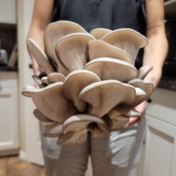 Fully Colonized Gourmet Mushroom Spawn Bag - Image 5