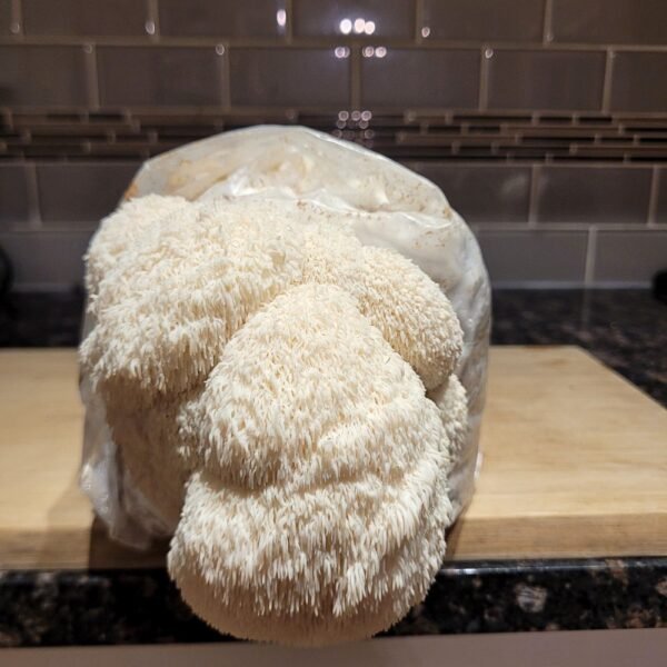 Fully Colonized Gourmet Mushroom Spawn Bag - Image 4