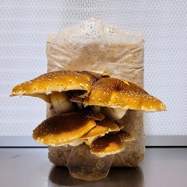 Chestnut Mushroom growing from bag
