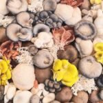 Fresh Gourmet Mushrooms