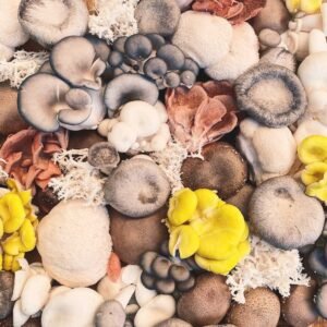 Fresh gourmet mushrooms Calgary