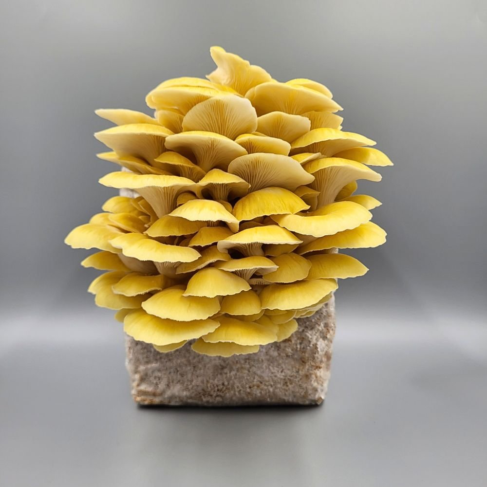 Golden Oyster mushrooms fruiting - website