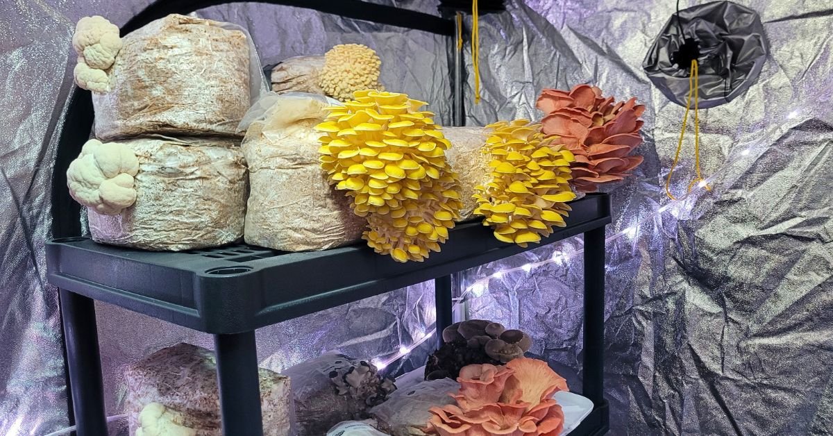 Gourmet mushrooms fruiting in tent - blog featured image
