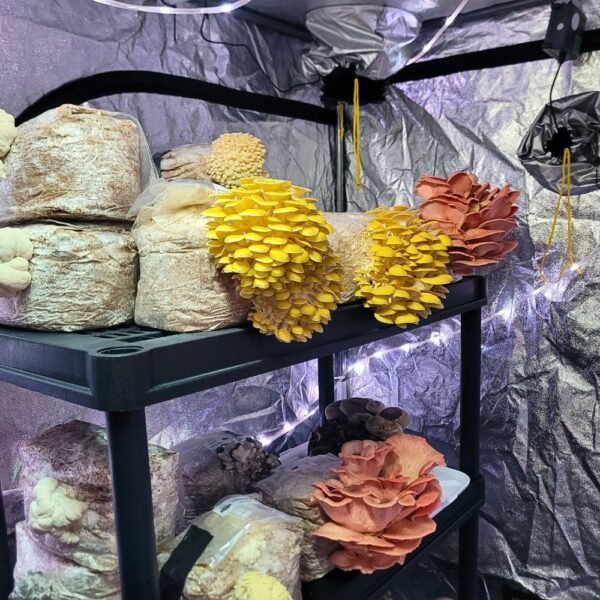 Gourmet mushrooms fruiting in tent - website