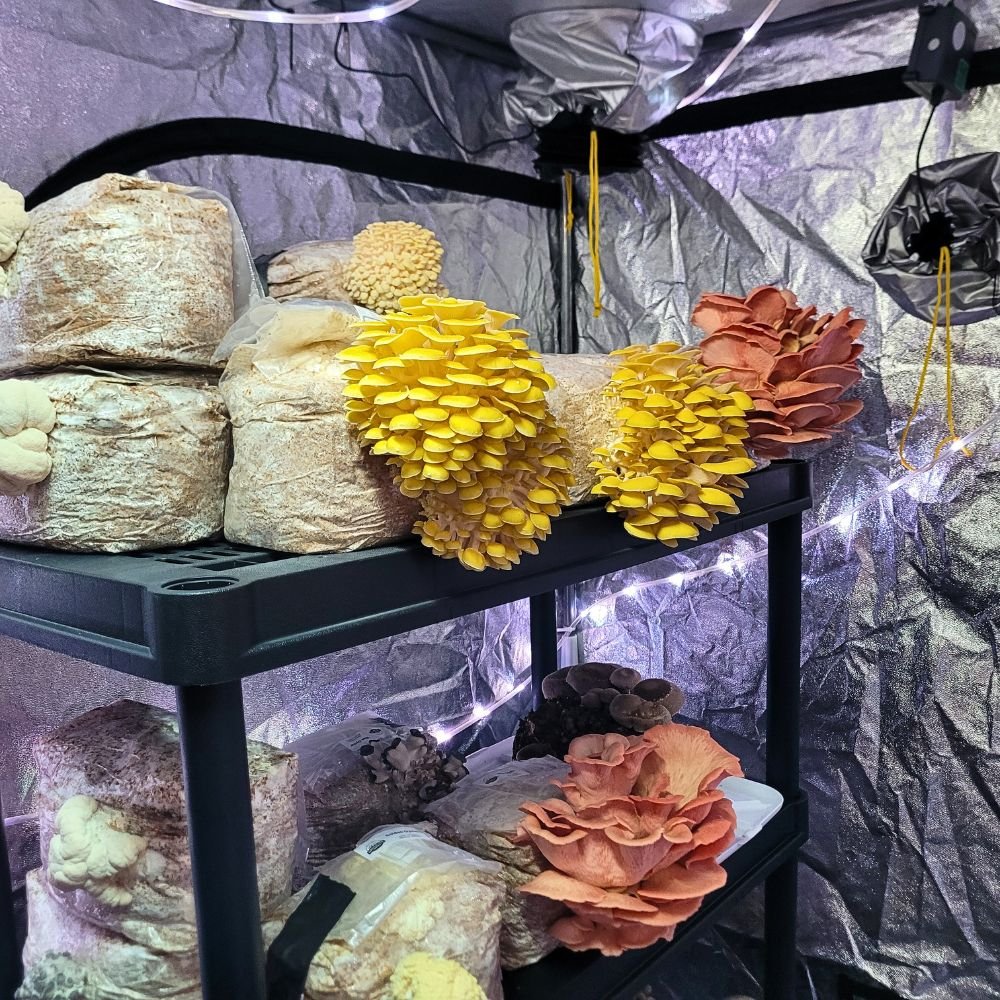 Gourmet mushrooms fruiting in tent - website