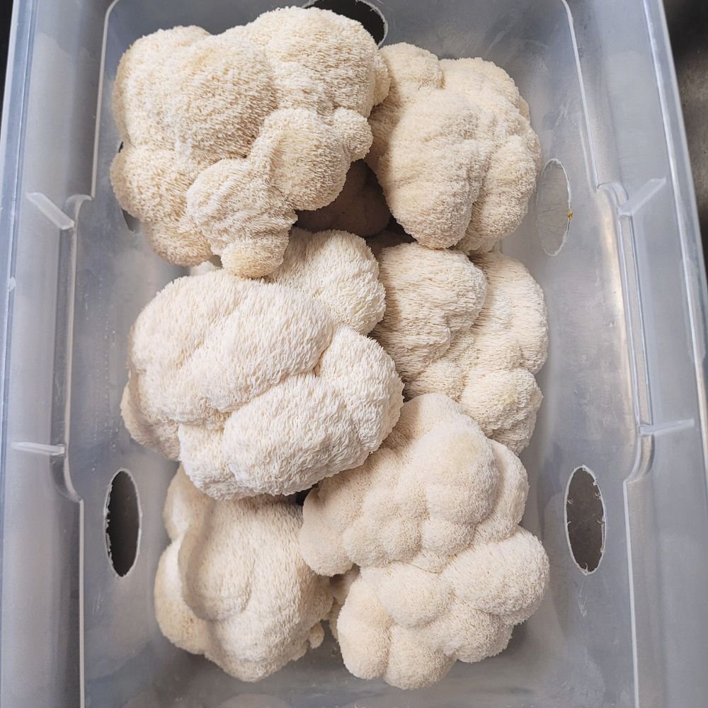 Harvested Lions Mane fruits Flatland Fungi - Socials + Website