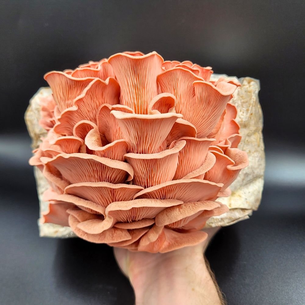 Pink Oyster mushroom fruit - website