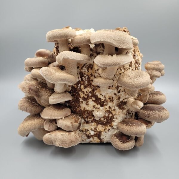 Shiitake mushrooms fruiting - website