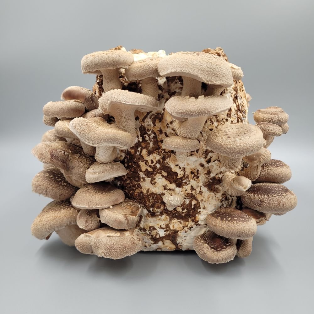 Shiitake mushrooms fruiting - website