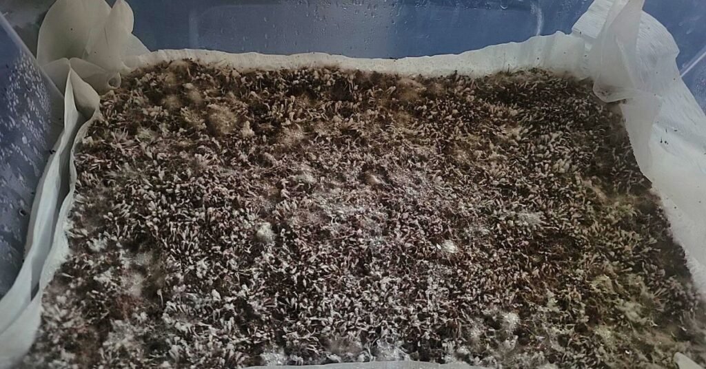 Colonized fruiting substrate in monotub