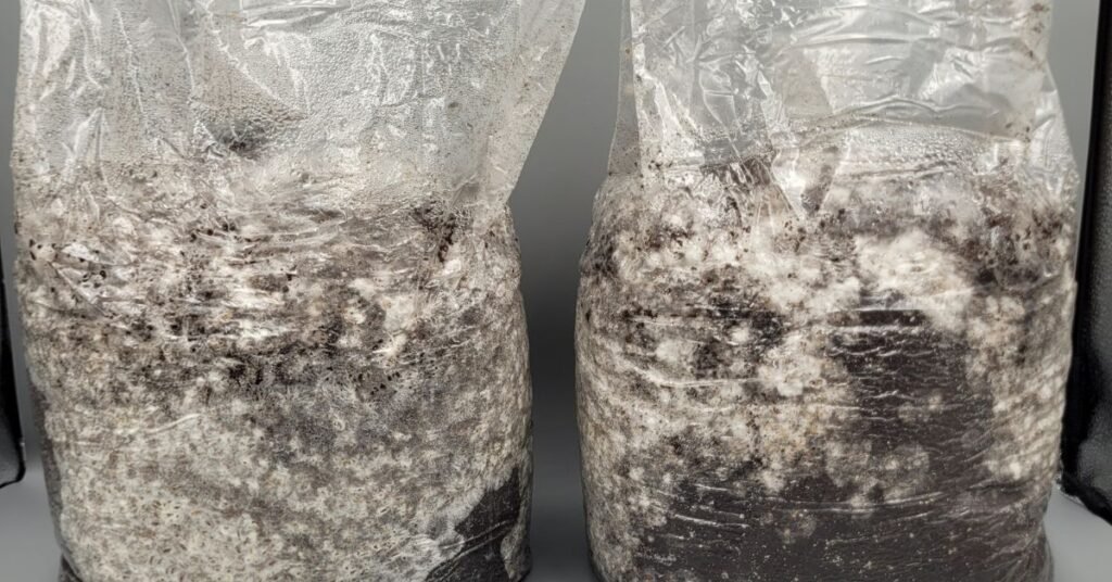 Colonizing substrate bags