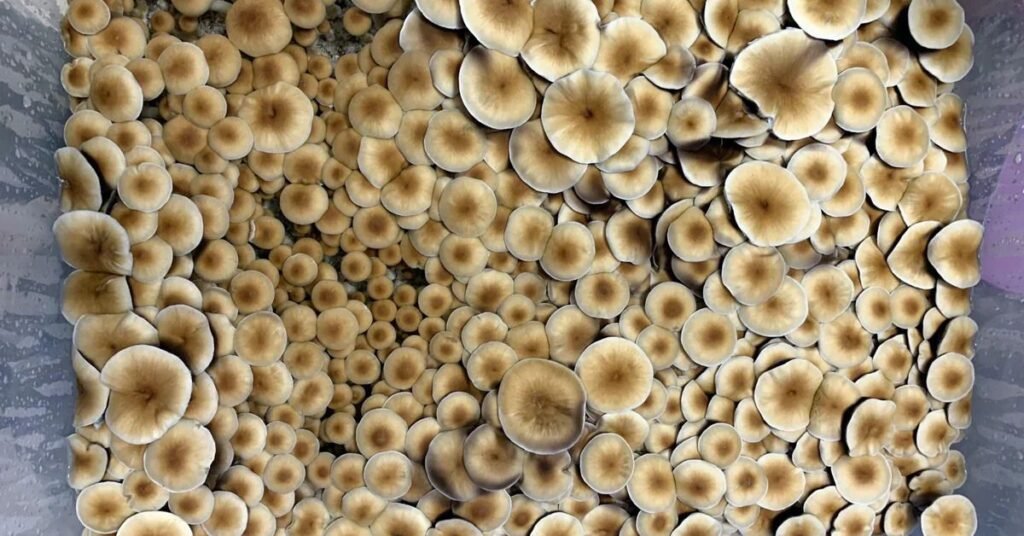 Fruiting within the monotub