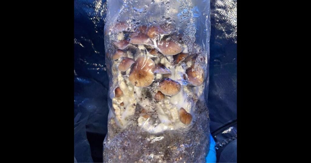 Mushrooms fruiting in bag