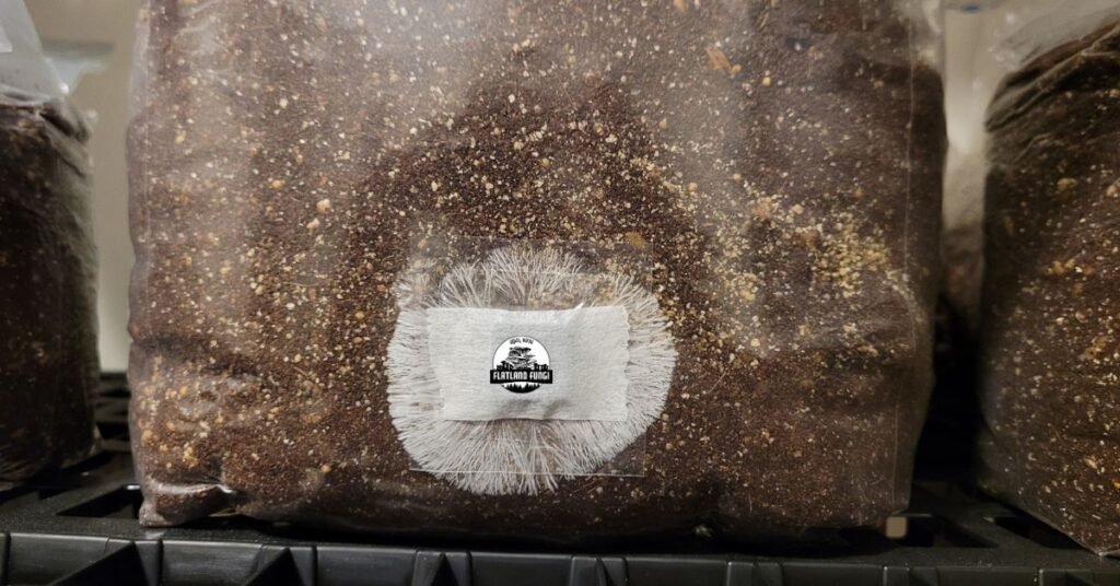All in one grow bag mycelium colonization 10 days - Flatland Fungi