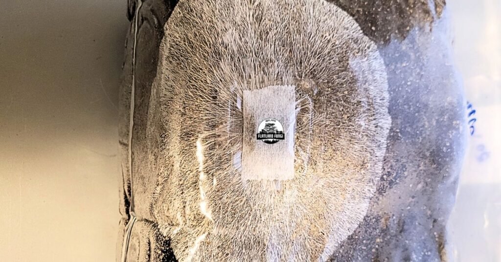 All in one grow bag mycelium colonization 30 days - Flatland Fungi