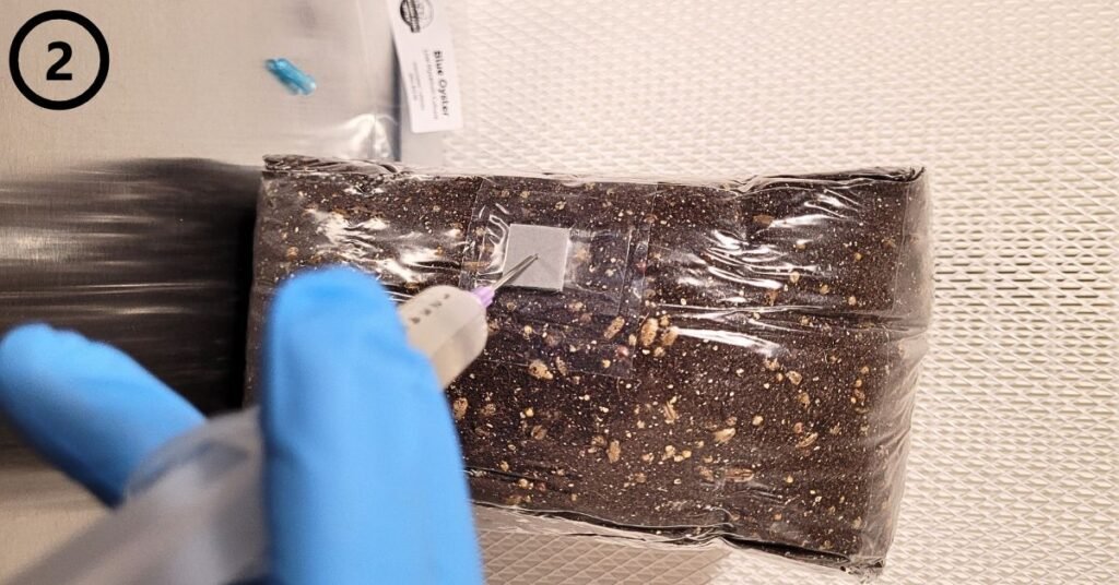 Using an All in one grow bag - step 2 injecting spores or liquid culture