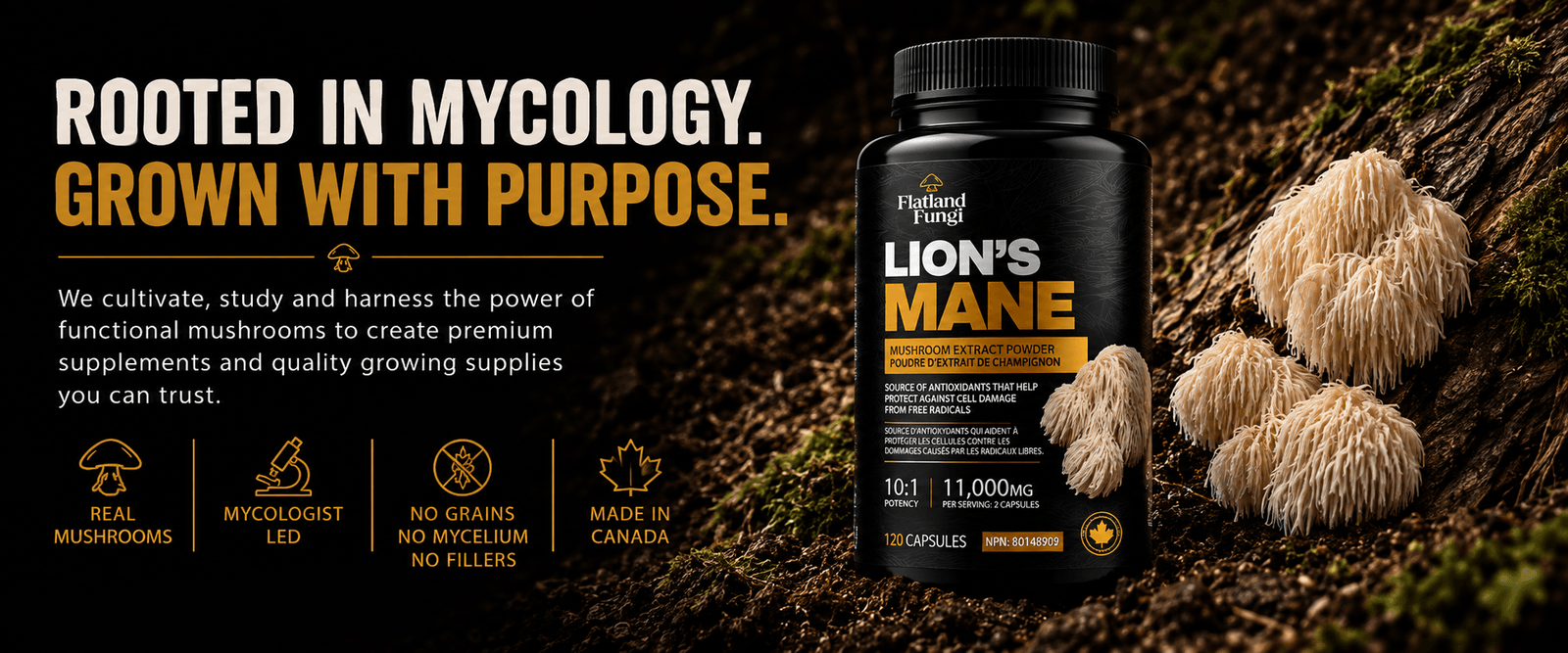 Flatland Fungi Lions Mane Capsules - Website desktop hero (1)