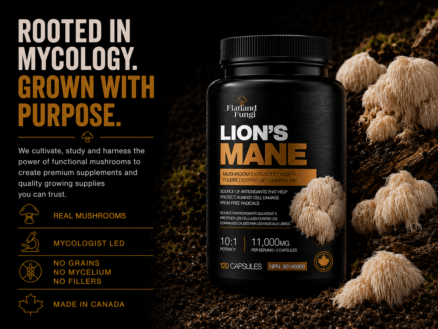 Flatland Fungi Lions Mane Capsules - Website tablet hero