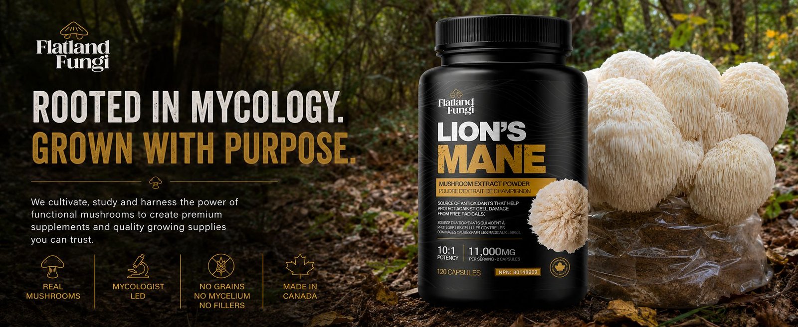 Flatland Fungi Lions Mane capsules website hero image - desktop