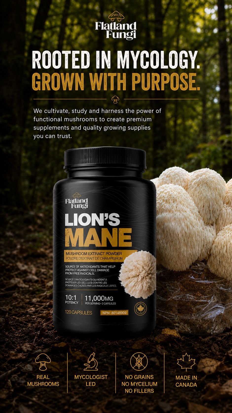 Flatland Fungi Lions Mane capsules website hero image - mobile